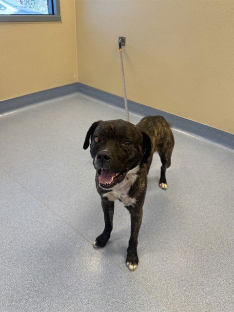 CLOVER - Pit Bull Terrier available for adoption