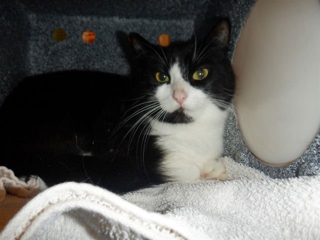 CUPID - Domestic Medium Hair available for adoption