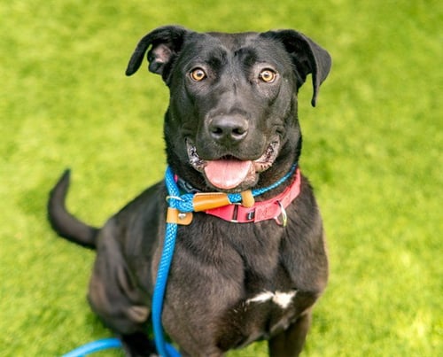PEPPER - Labrador Retriever available for adoption