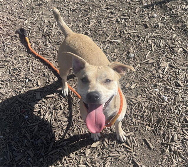 SANDY - Chihuahua available for adoption