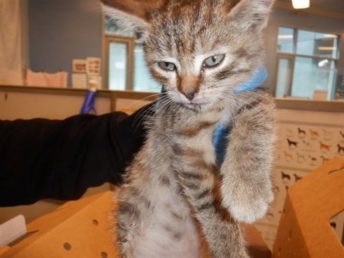 BETSY - Domestic Short Hair available for adoption