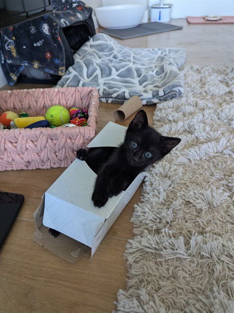 KIT - Domestic Short Hair available for adoption