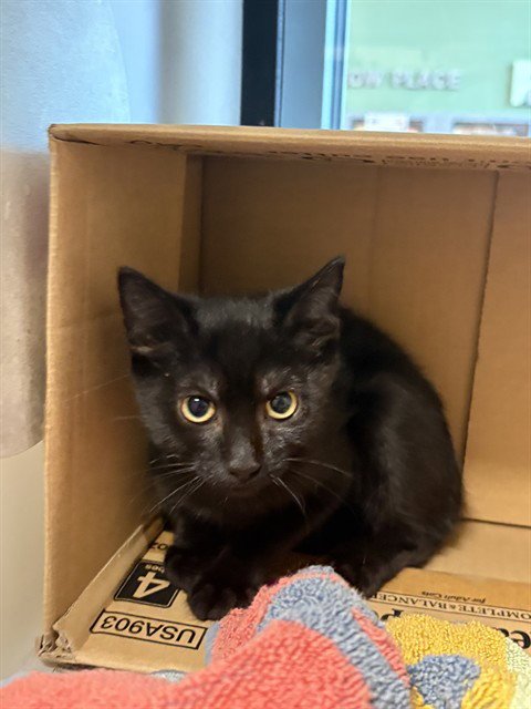 RIRI - Domestic Short Hair available for adoption