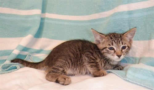 GLADIATOR - Domestic Short Hair available for adoption
