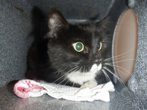 OSO - Domestic Short Hair available for adoption