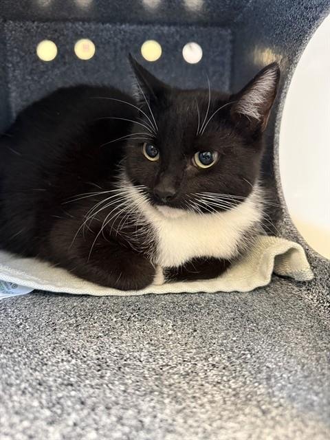 BONBON - Domestic Short Hair available for adoption