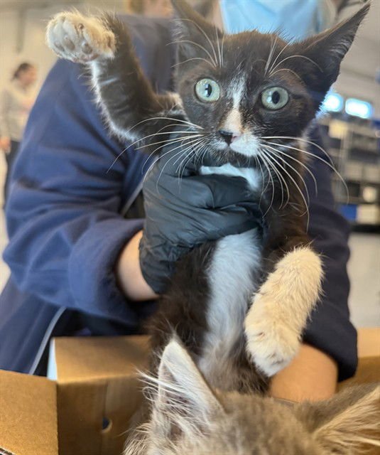 LICORICE - Domestic Short Hair available for adoption