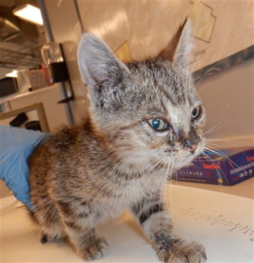 BEAR CLAW - Domestic Short Hair available for adoption