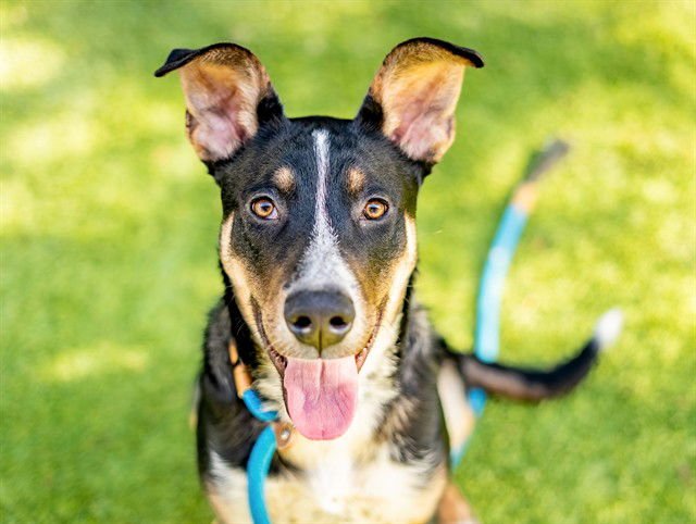 NEGRO - Collie available for adoption