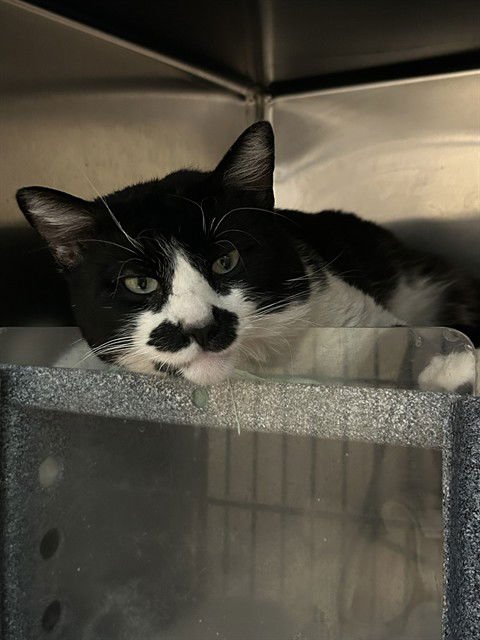 OREO - Domestic Short Hair available for adoption