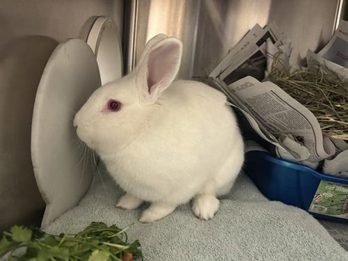 CALISTOGA - Shorthaired Rabbit available for adoption