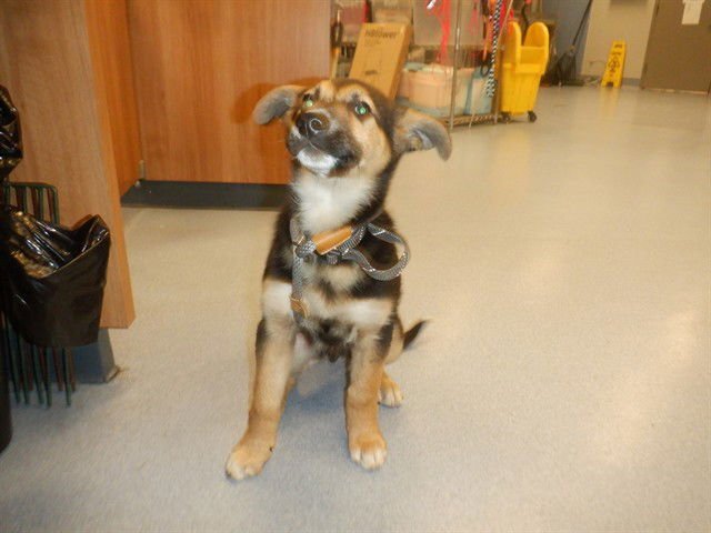 PIGLETT - German Shepherd Dog available for adoption