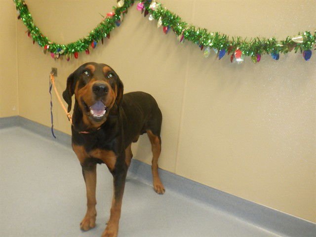 LINDEN - Doberman Pinscher / Rottweiler available for adoption