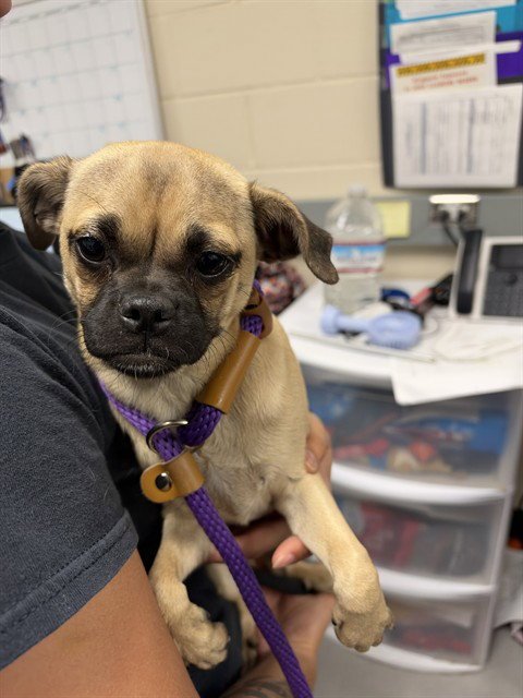 BINKY - Pug available for adoption