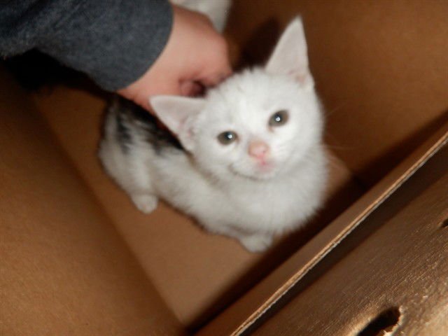 A1400479 - Domestic Short Hair available for adoption