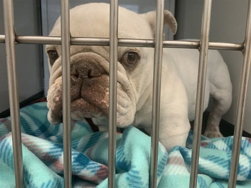 DOZER - American Bulldog available for adoption