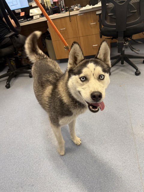 BLANCA - Husky available for adoption