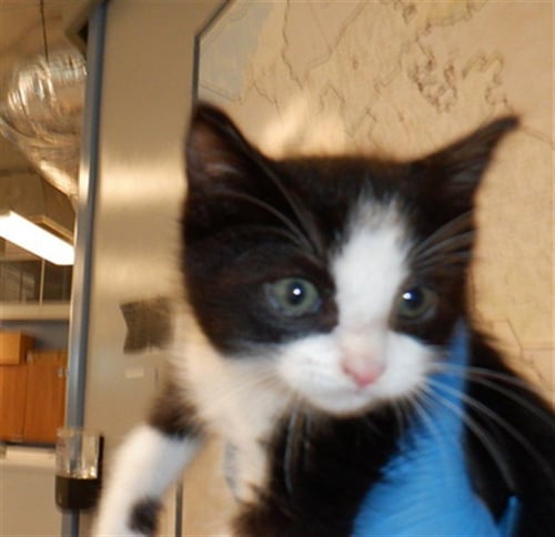 BUGG - Domestic Short Hair available for adoption