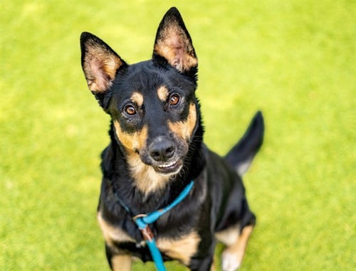 MAYA - German Shepherd Dog available for adoption