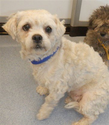 CHISPAS - Poodle (Miniature) / Pug available for adoption