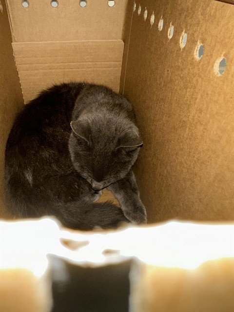 NICOLI - Domestic Short Hair available for adoption