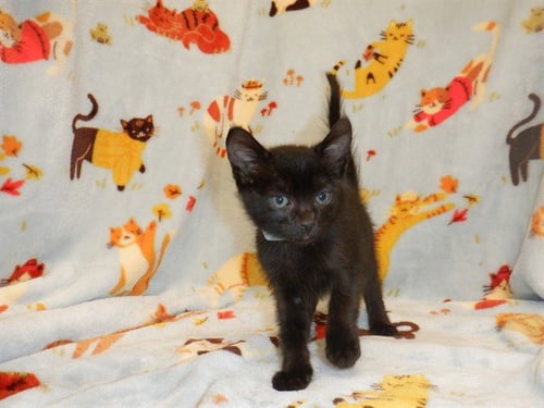 METALLICA - Domestic Short Hair available for adoption