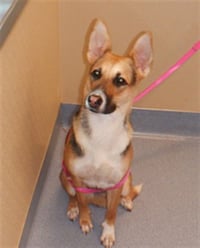 SABLE - Photo 1