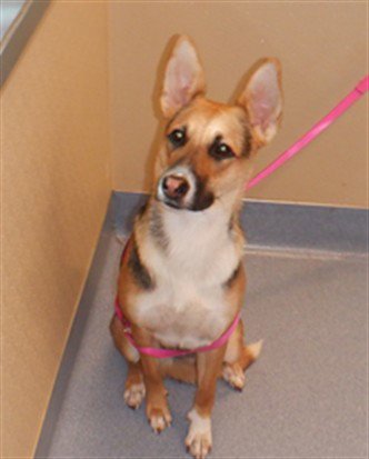 SABLE - German Shepherd Dog / Greyhound available for adoption