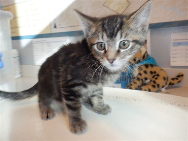 A1399732 - Domestic Short Hair available for adoption