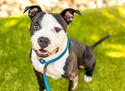 ORION - Staffordshire Bull Terrier available for adoption