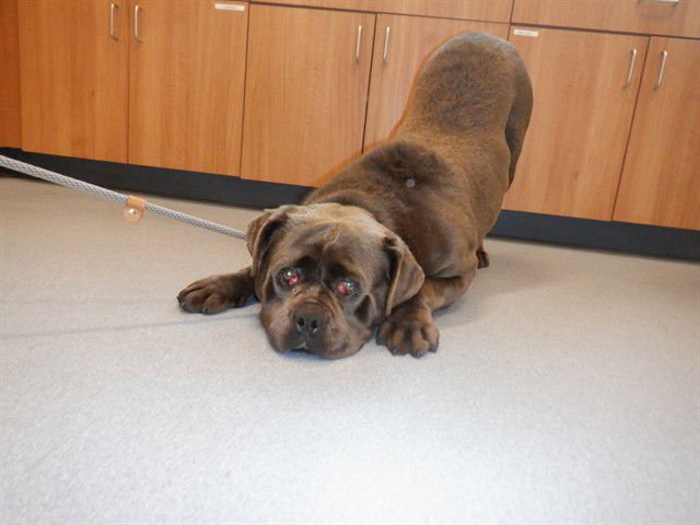 TOBY - Cane Corso Mastiff available for adoption