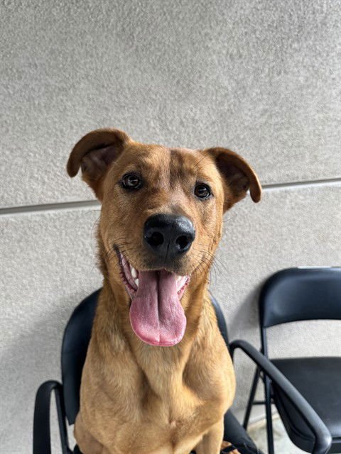 SOLOVINA - German Shepherd Dog / Rottweiler available for adoption