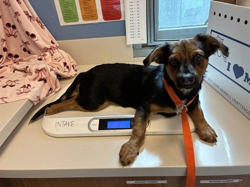 BART - Beagle available for adoption