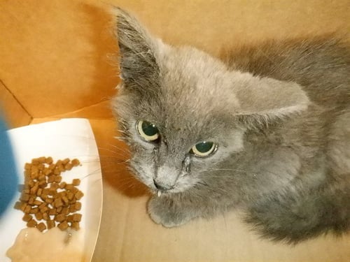 CLEMENTINE - Domestic Short Hair available for adoption