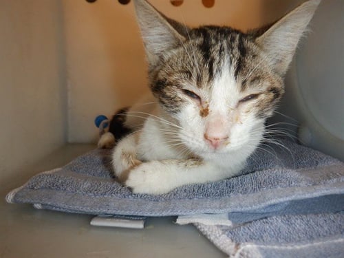 PAXTON - Domestic Short Hair available for adoption