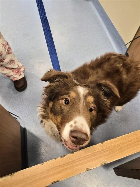 MAPLE - Australian Shepherd available for adoption