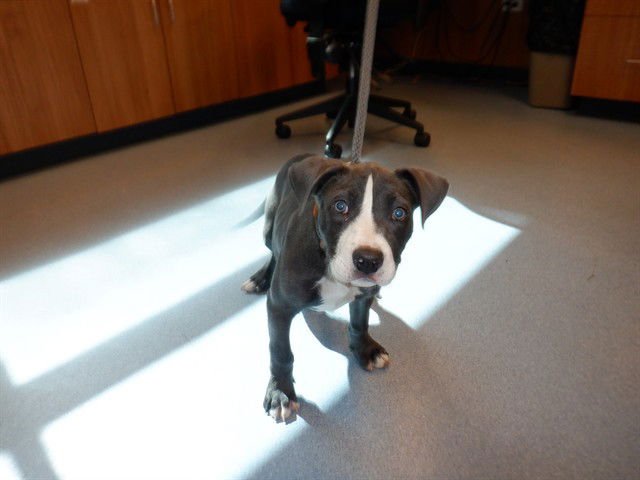 EEYORE - Pit Bull Terrier available for adoption
