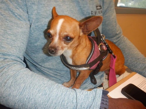 APPLE - Chihuahua available for adoption