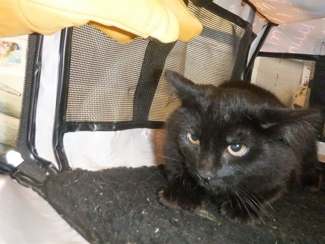 RAIN - Domestic Short Hair available for adoption