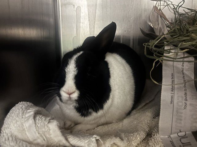 BERNADETTE - Dutch / Netherland Dwarf available for adoption