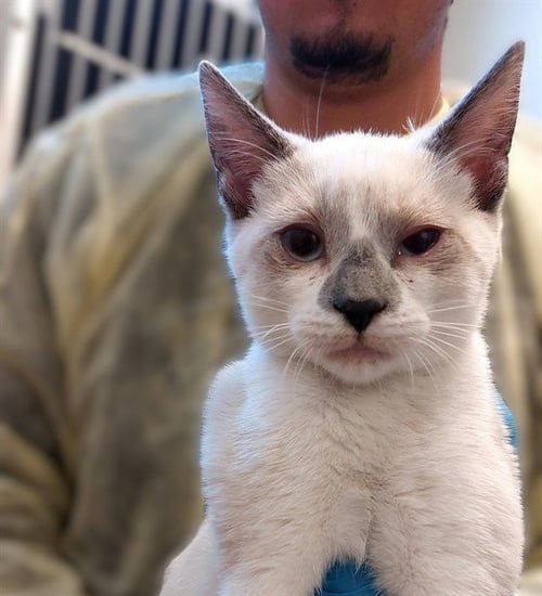 NERO - Domestic Short Hair available for adoption