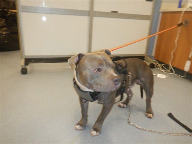 SAL - Pit Bull Terrier available for adoption