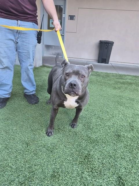 LOLA - Pit Bull Terrier available for adoption