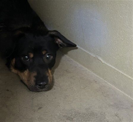 CAPTAIN - Dachshund available for adoption