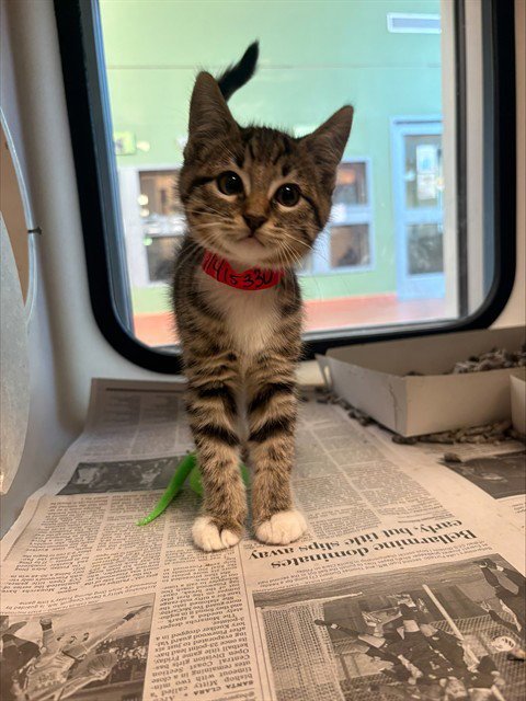 SOL - Domestic Short Hair available for adoption
