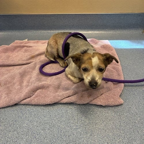 PAPRIKA - Chihuahua available for adoption