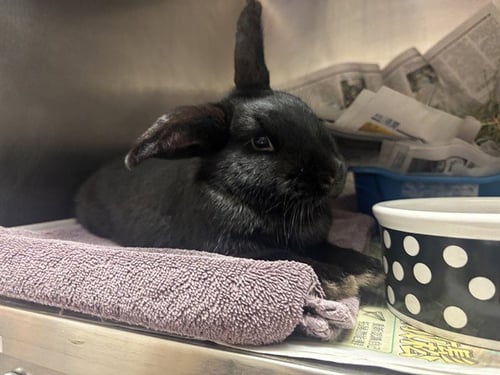 SONOMA - Shorthaired Rabbit available for adoption