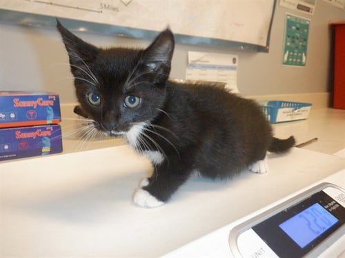 COOKIE - Domestic Short Hair available for adoption