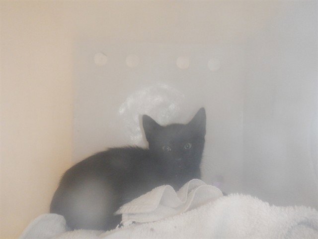 BRUTUS Image