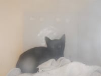 BRUTUS - Photo 1
